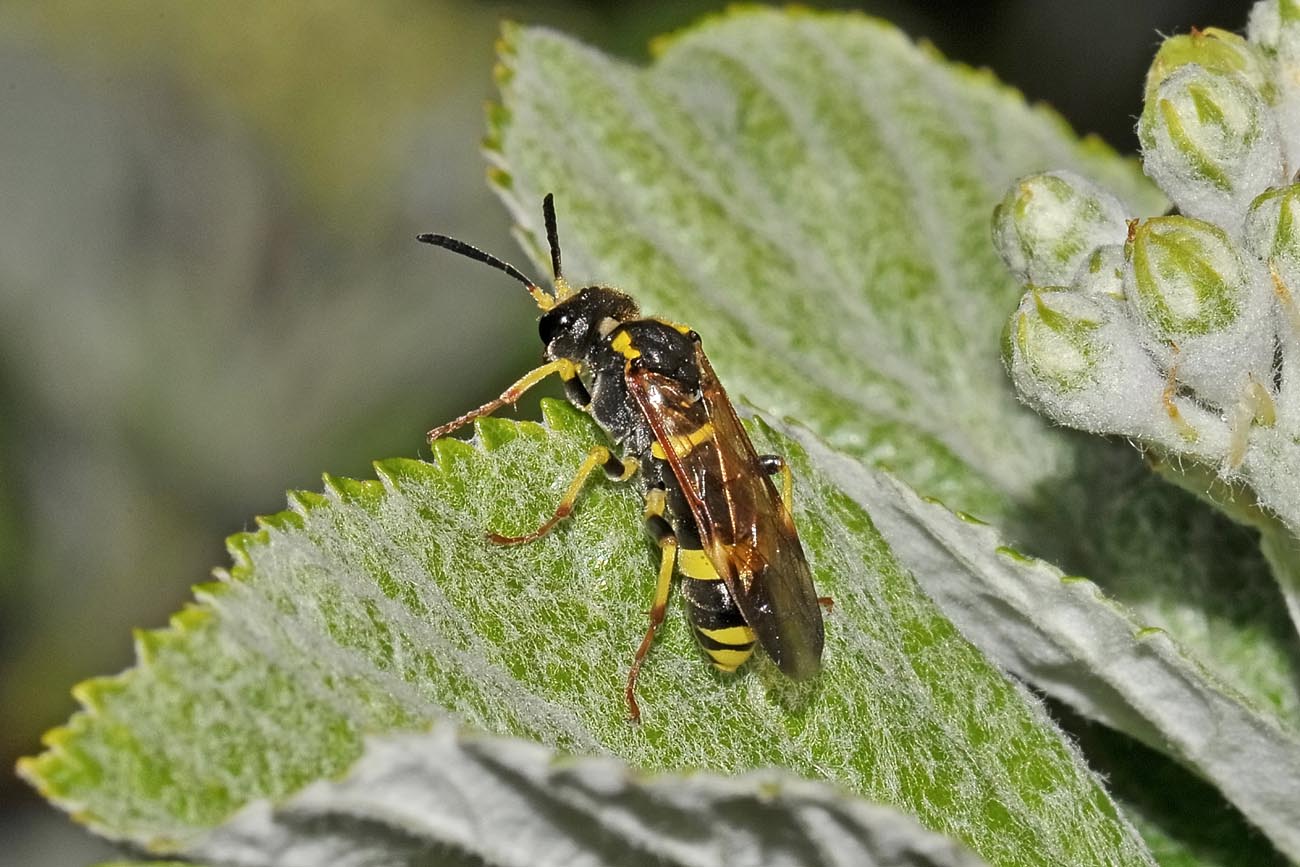 Tenthredinidae N 17  Tenthredo vespa?